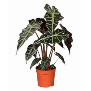  Алоказия амазонская 12 см.